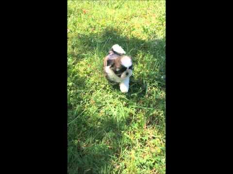 femelle shih tzu