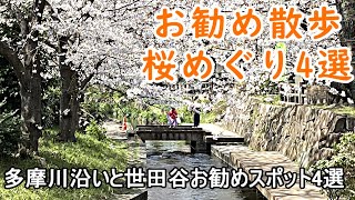 【お花見穴場スポット】都心から近くて混雑していない静かなお勧め穴場です。夜桜も綺麗なので絶対お勧めですよ。