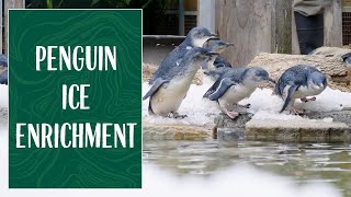 Penguin Ice Enrichment at Taronga Zoo Sydney