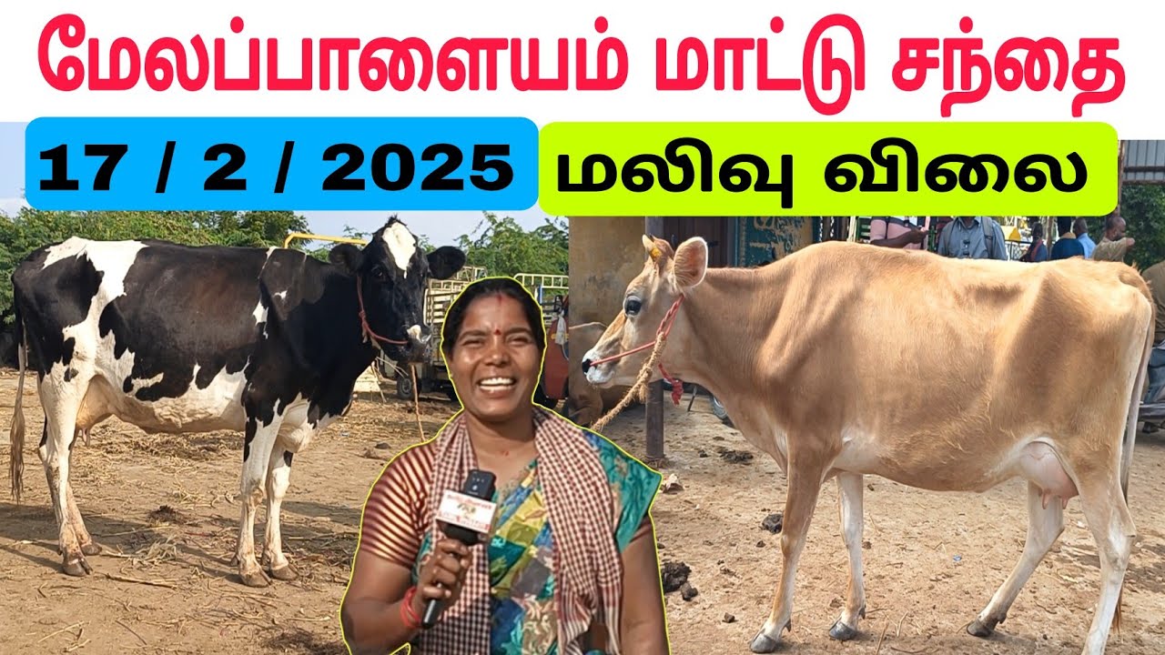 17 / 2 / 2025 / மேலப்பாளையம் மாட்டு சந்தை #மாடு #மாட்டுசந்தை #மேலப்பாளையம் #cow #cowfarm #cowsale