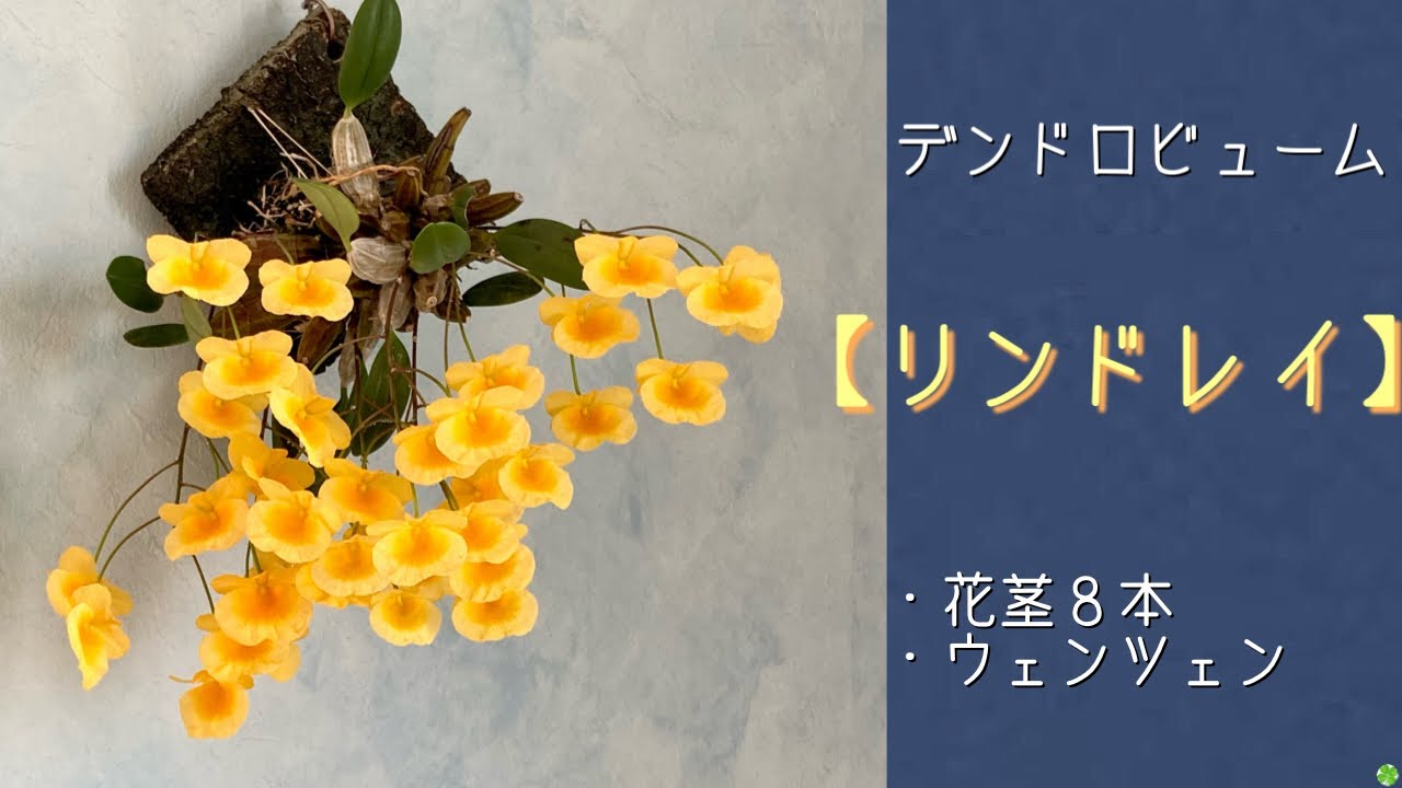 March 30, 2024 Dendrobium Lindleyi in Full Bloom🌼 3-3.3cm Flowers