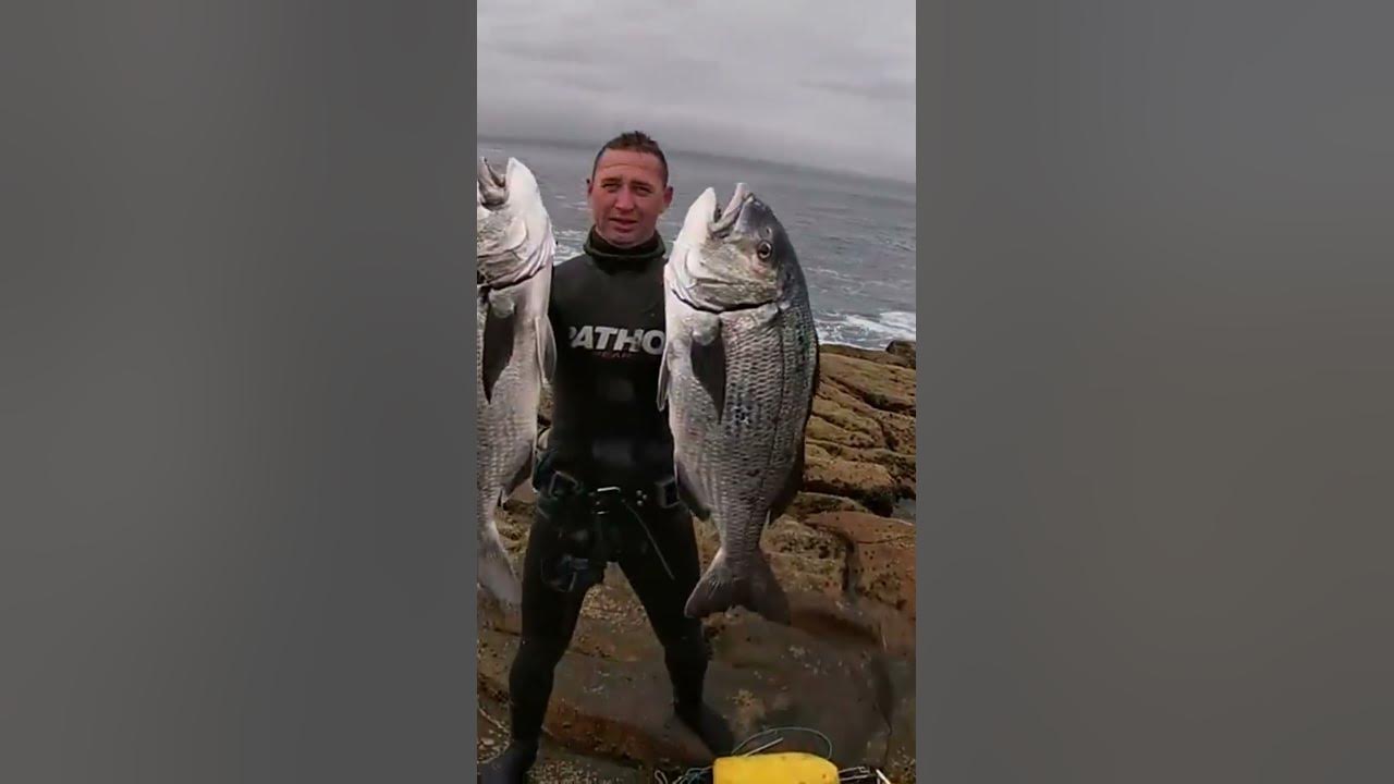 SCARY CRAZY AND AMAZING MUSSEL CRACKER SPEARFISHING at MOSSELBAY POINT