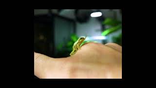 Tiny Frog Blooper in Terrarium with Little Pond #shorts ｜ビバリウム ｜ パルダリウム