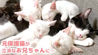 あの日保護された子猫が! 立派なニャンコになって愛情を与える側に…♡