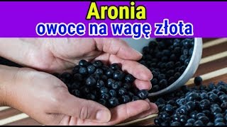 Aronia – owoce na wagę złota