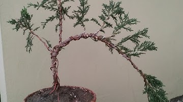 How To Make Semi Cascade Juniper Bonsai | How To Bend Bonsai | How To Shape Juniper | Green Garden