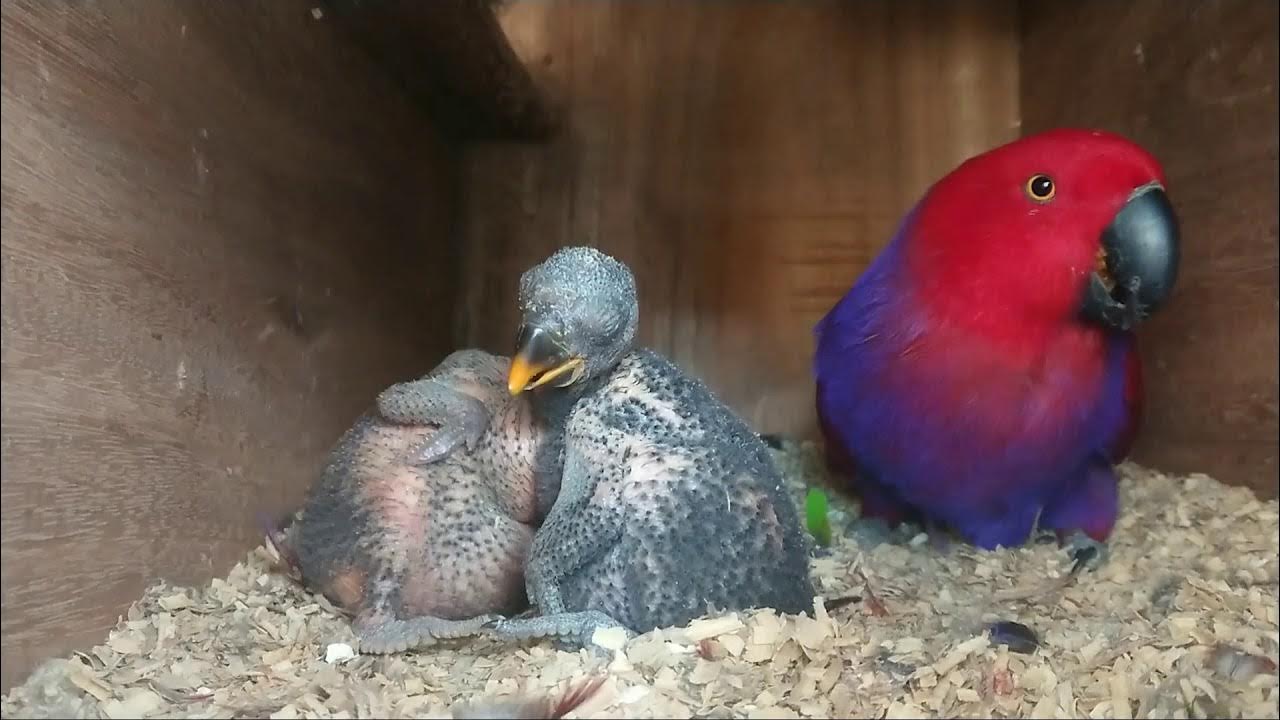 Eclectus parrot hatch and grow up #parrotgrowup #parrotlover  #eclectusbreding - YouTube