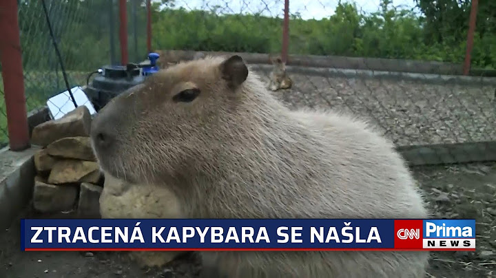 Šťastný konec pátrání po Fifince: Ztracenou kapybaru nalákali pomocí lsti
