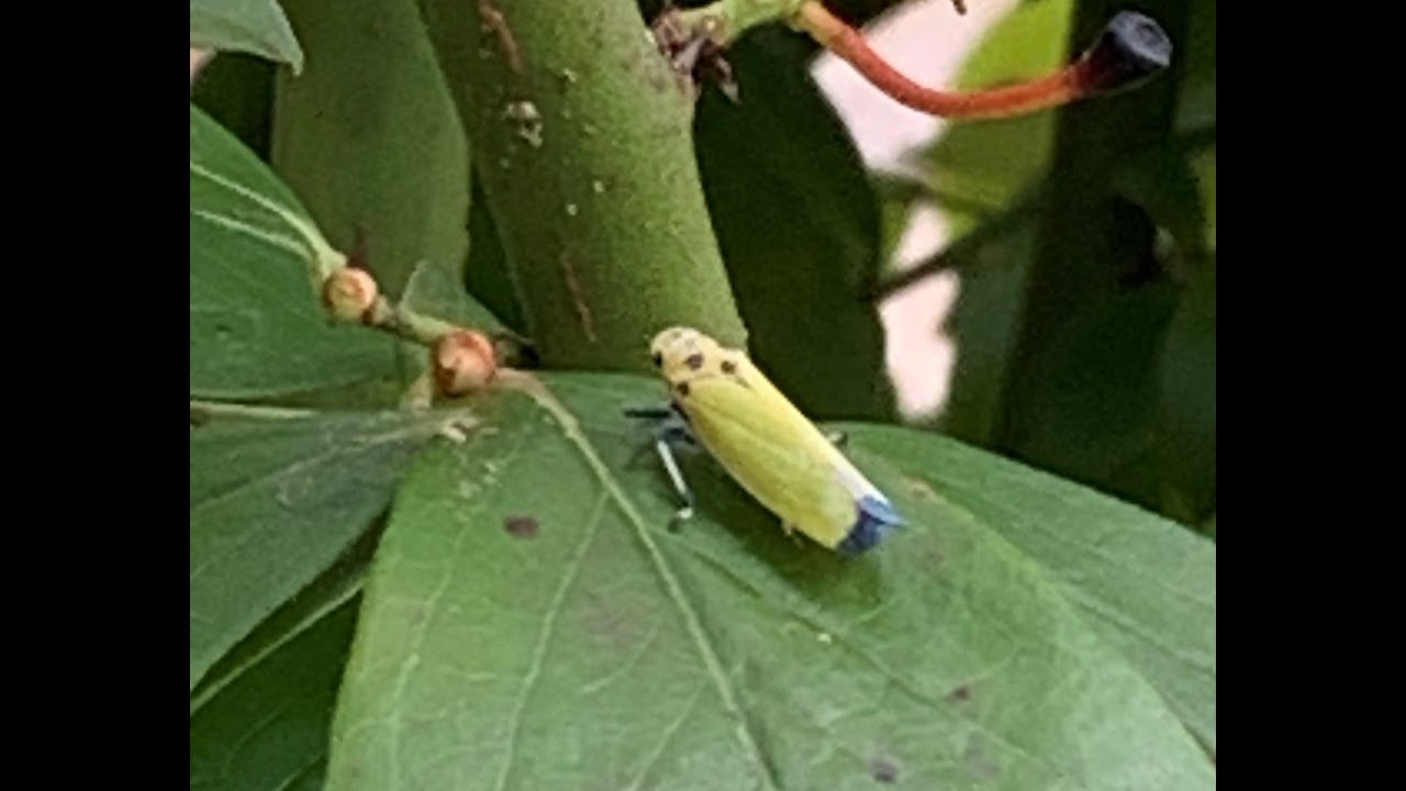 葉っぱ キンカンの緑色の葉っぱの上でまったりする鮮やかなバナナ虫 Country Living 田舎 暮らし Youtube