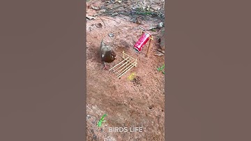 Coca-Cola bird trap #birds #trap #shortvideo