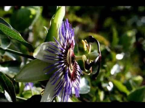 Vídeo: Como são as flores de carvalho