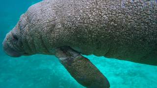 Coexisting with Manatees