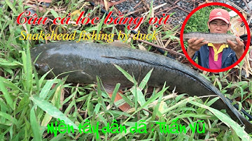 Câu cá lóc bằng vịt: snakehead fishing by duck | tiếp tục trúng mánh toàn cá lóc to...
