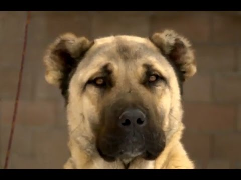 Kangal Kopegi Sivas Kangal Kopegi Tanitimi Youtube