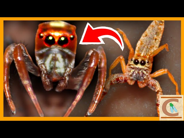 How do jumping spiders make a perfect landing? Watch and learn