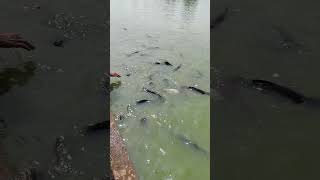 Download Lagu Kolam Ikan Paling Keren MP3 Download Lagu Kolam Ikan Paling Keren MP3