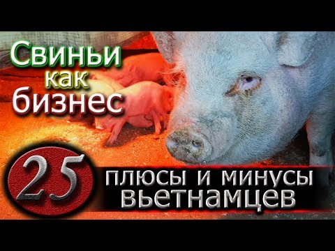 ВЬЕТНАМСКИЕ СВИНЬИ РАЗВЕДЕНИЕ