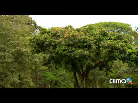 Video: ¿Qué árbol da más oxígeno en el mundo?