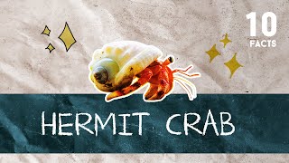 10 Facts About Hermit Crab @10facts7