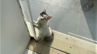 A stray cat asked to go inside a shop during heatwave