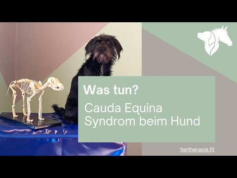 Video: Sjögren-ähnliches Syndrom Bei Hunden