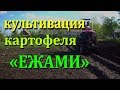 Междурядная обработка картофеля