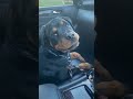 He Jumped right into the passenger seat #shorts #rottweiler #puppy