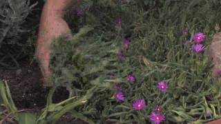 Plant Care Tips : How to Grow Ice Plant (Lampranthus)