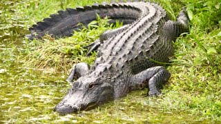 Asmr Hike With Pitbull Aggressive Alligator Sighting