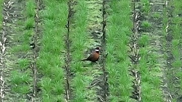 AI Bird detection, AI vogel detectie