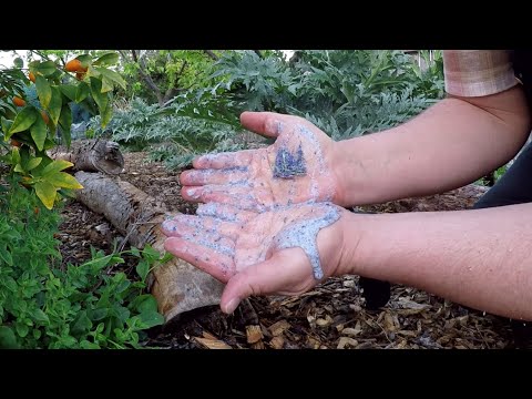 Videó: Ceanothus Bush információ - Ismerje meg a Ceanothus szappanbokor termesztését