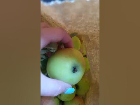 я я яблоки ела #яблоки #яблоко #урожайнадаче #урожай - YouTube