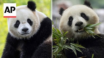 2 giant pandas are coming to Washington