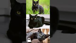 5 DATOS CURIOSOS sobre los GATOS NEGROS 🐱🖤 #gatos #gatosnegros