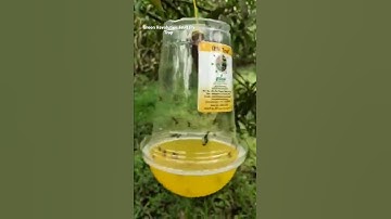 Fruit Fly Trap| Fruit fly in mango| Mango pest | How to control fruit flies| Oriental fruit fly