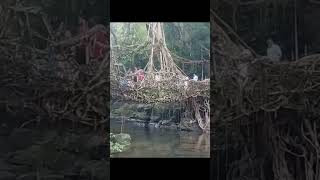 Man and Nature's masterpiece - The Living Root Bridge at Nohwet