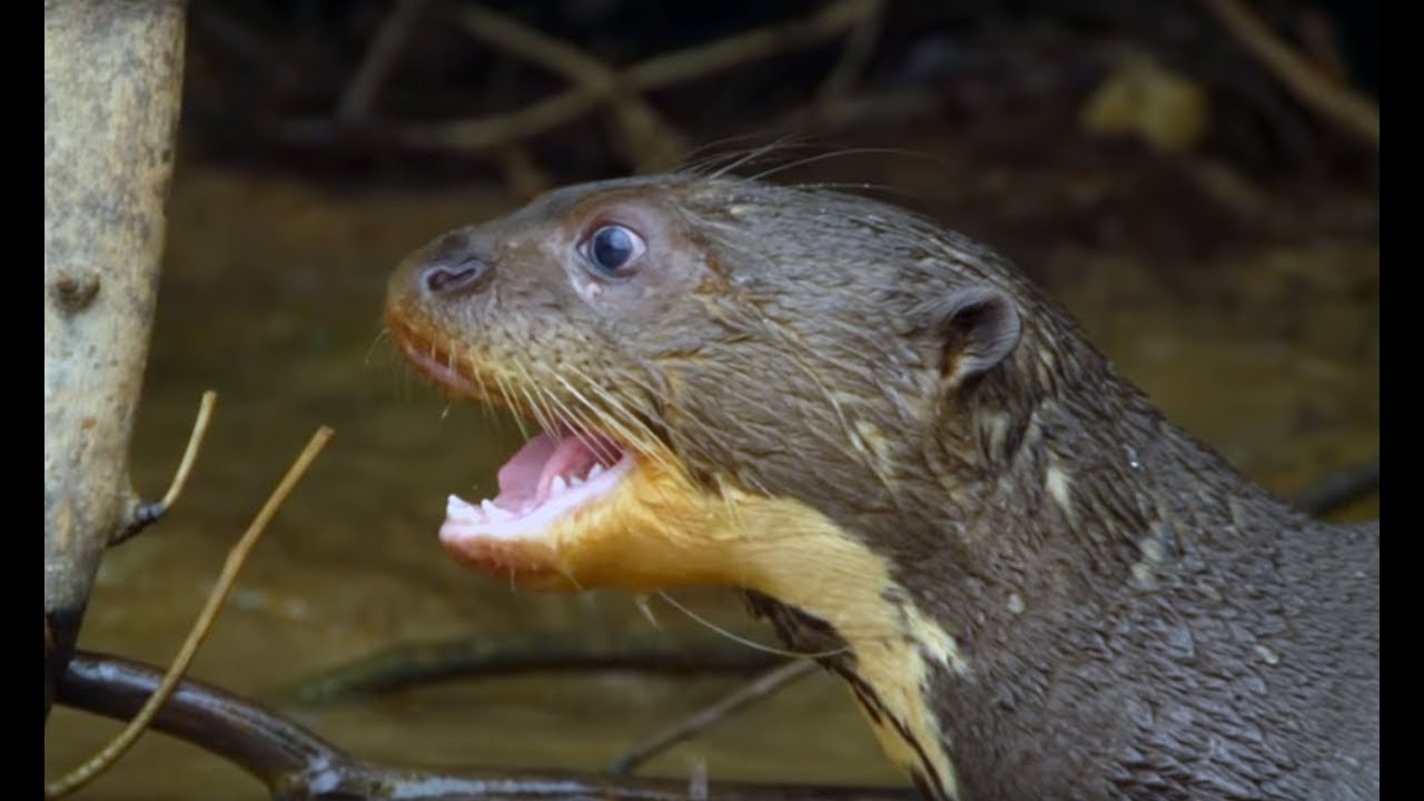 ⁣Caiman Attacks Family Of Otters | Wild Brazil | BBC Earth