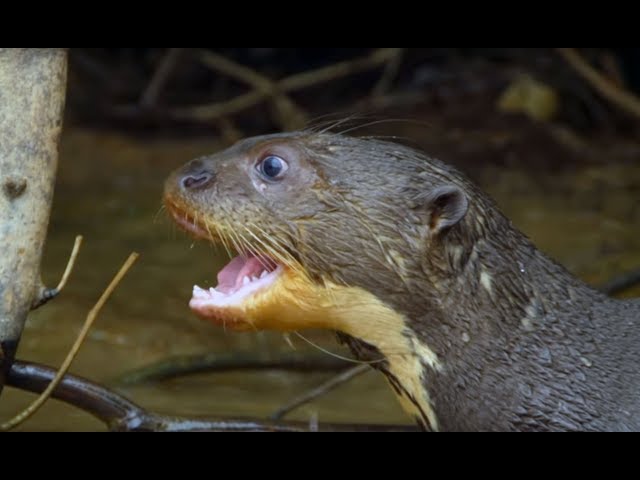 Caiman Attacks Family Of Otters | Wild Brazil | BBC Earth class=