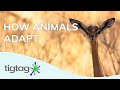 Survival Strategies in Nature: Adaptations of the Gerenuk, Polar Bears, and Venus Flytrap