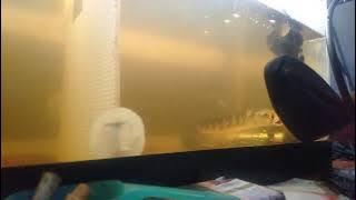 story' wa chana maru galak mangap-mangap