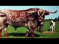 Westward Expansion and Its Impact on American Society