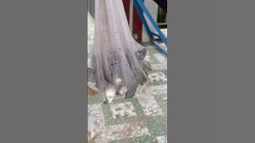 Chài cá tập 4 #thảo_lúa