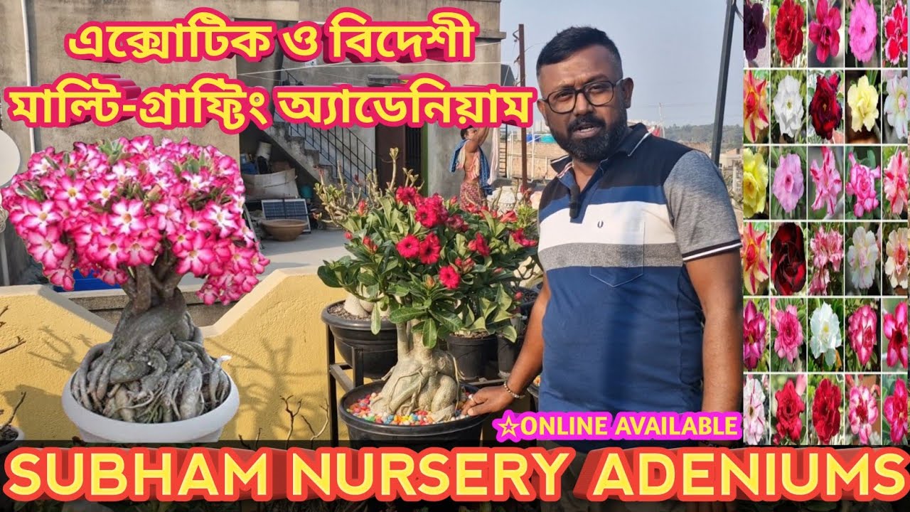 এক্সোটিক ও বিদেশী মাল্টি-গ্রাফ্টিং অ্যাডেনিয়ামের সেরা ঠিকানা|SUBHAM NURSERY|