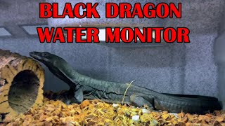 BLACK DRAGON WATER MONITOR SURPRISE