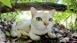 無防備すぎる先輩猫達を茂みの中から心配そうに見守る美猫