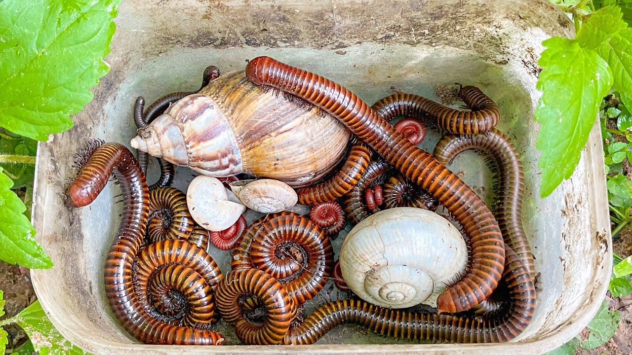 Ух ты, моменты ловли насекомых в доме моего дедушки! Многоножки, красная многоножка, улитка