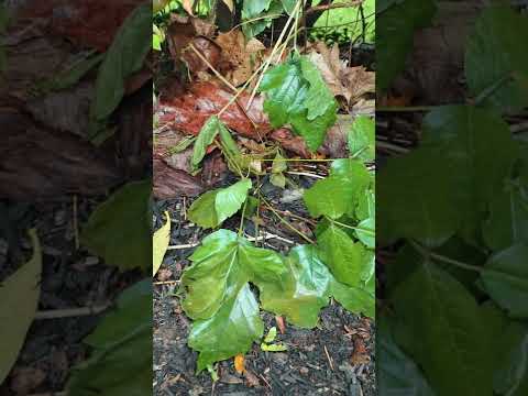 Video: Hvordan drepe Poison Ivy?