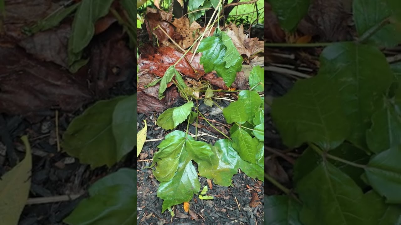 How to kill POISON IVY without toxic chemicals 