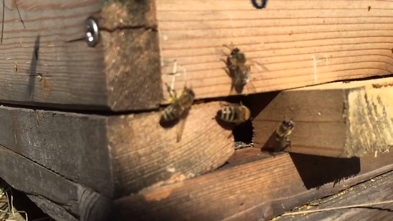 Aufnahmen am Flugloch Beekeeping Imkereibedarf 6 DVDs Bienen in Zeitlupe 
