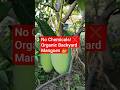 100% Organic Mangoes in Uttarakhand! 🥭 #shorts 20 May 2026